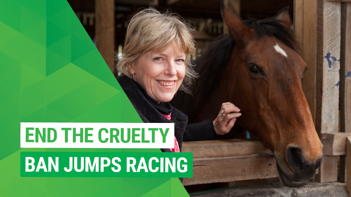 Stop the cruelty: ban jumps racing